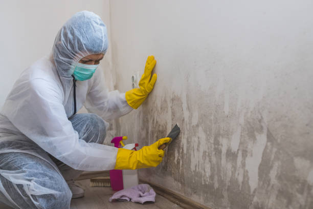 Best Basement Mold Remediation in Toronto, OH